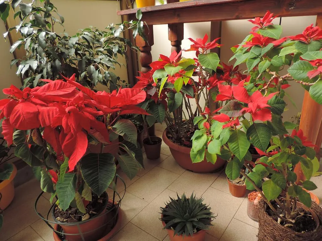 Bed And Breakfast Il Girasole Mondello Bed & Breakfast